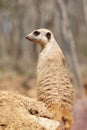 MeerkatÃ¯Â¼ËSuricata suricattaÃ¯Â¼â° Royalty Free Stock Photo